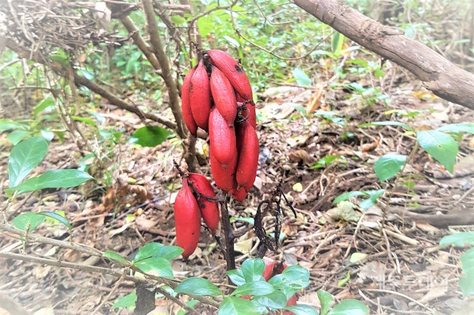비자림로 인근 천미천에서 발견된 으름난초(사진=비자림로를 위해 뭐라도 하려는 시민모임)