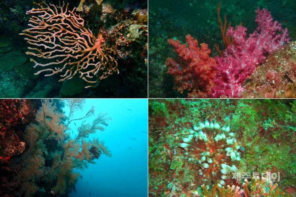 제주해군기지 신규 30도 항로 계획 지점에서 발견된 산호충류. (왼쪽 위부터 시계방향으로)둔한진총산호, 큰수지맨드라미, 호리병말미잘, 해송. (사진=연산호TFT 제공)