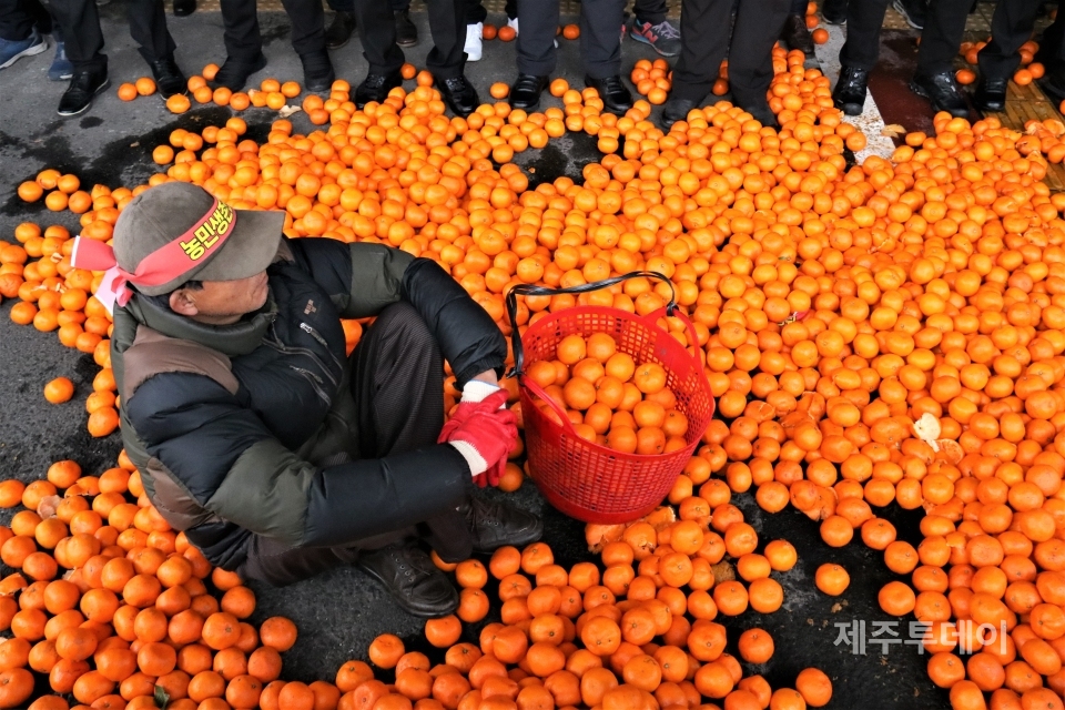 제주 감귤 농민들은 13일 오후 제주도청 앞에서 감귤 가격 안정 대책을 촉구했다.(사진=김재훈 기자)
