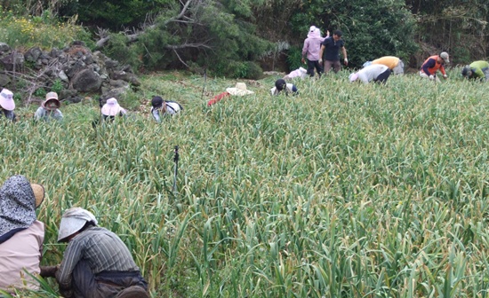 함덕농협이 매주 토요일 휴일을 이용하여 마늘수확과 줄기절단 작업 등의 일손 지원활동을 전개하고 있다.