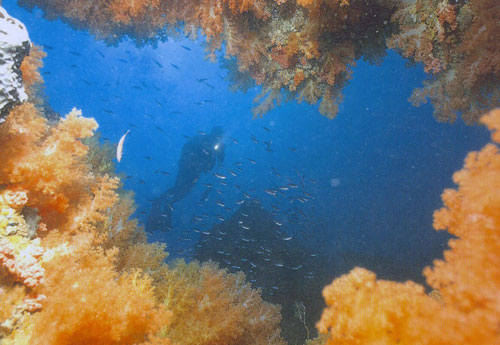 대단위 연산호 군락이 발달한 서귀포 문섬 주변해역 산호군락지.