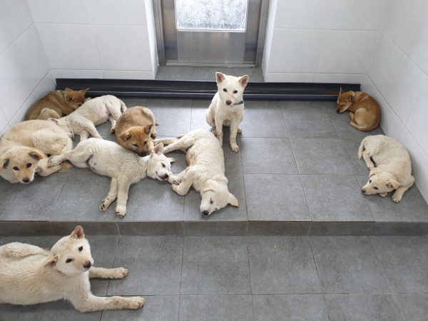 제주유기동물보호센터에서 보호중인 개들(사진=제주유기동물보호센터 제공)