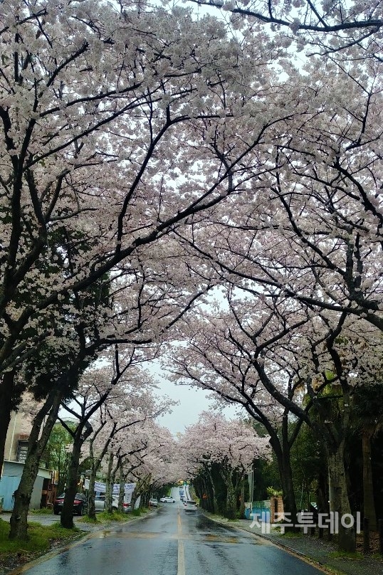 정실 월정사에서 연동 KCTV 사거리로 이어지는 간 벚나무 가로수길.(사진=김재훈 기자)