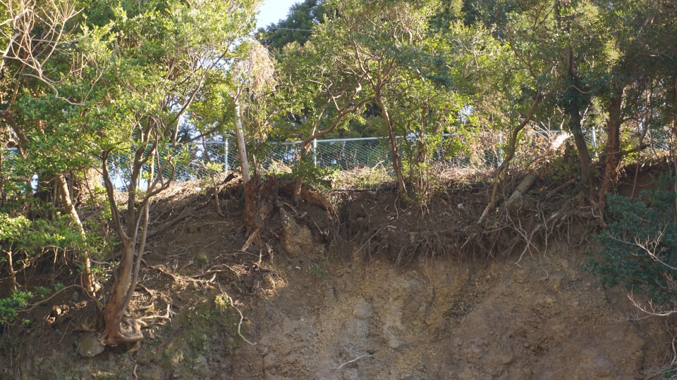 19일 강정동 도순교 인근 폭우로 인해 붕괴된 현벽에는 뿌리를 드러낸 녹나무가 그대로 방치돼 있다. (사진=박소희 기자)