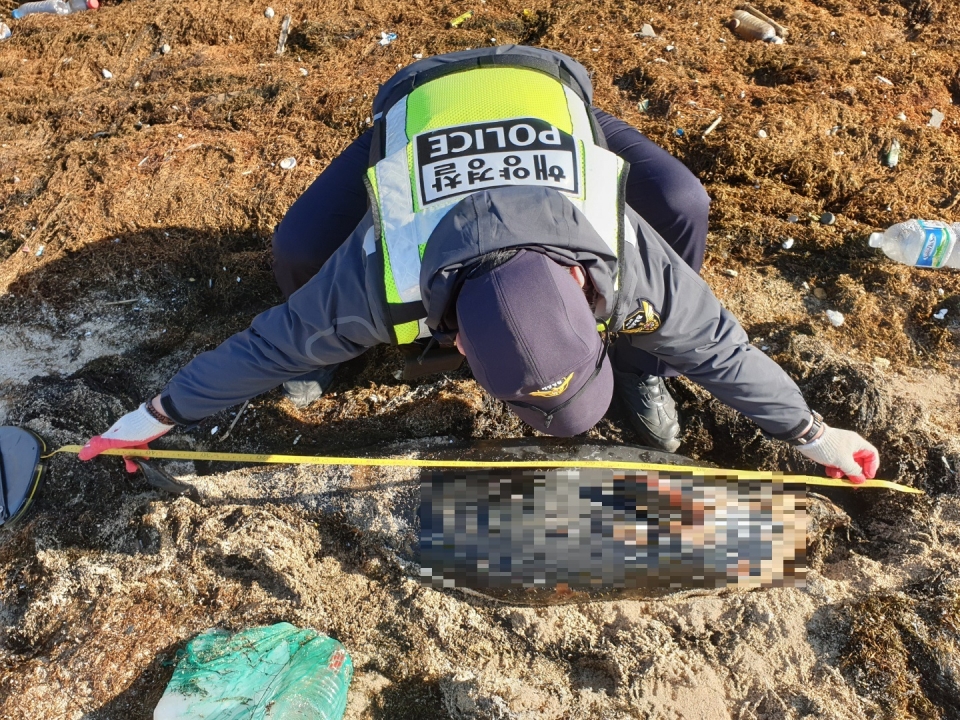 20일 서귀포해양경찰서는 오전 9시 41분경 서귀포시 대정읍 신도포구 인근 모래해변에서 해양보호생물종인 상괭이 사체 2구가 발견되었다고 밝혔다.(사진=서귀포해경)