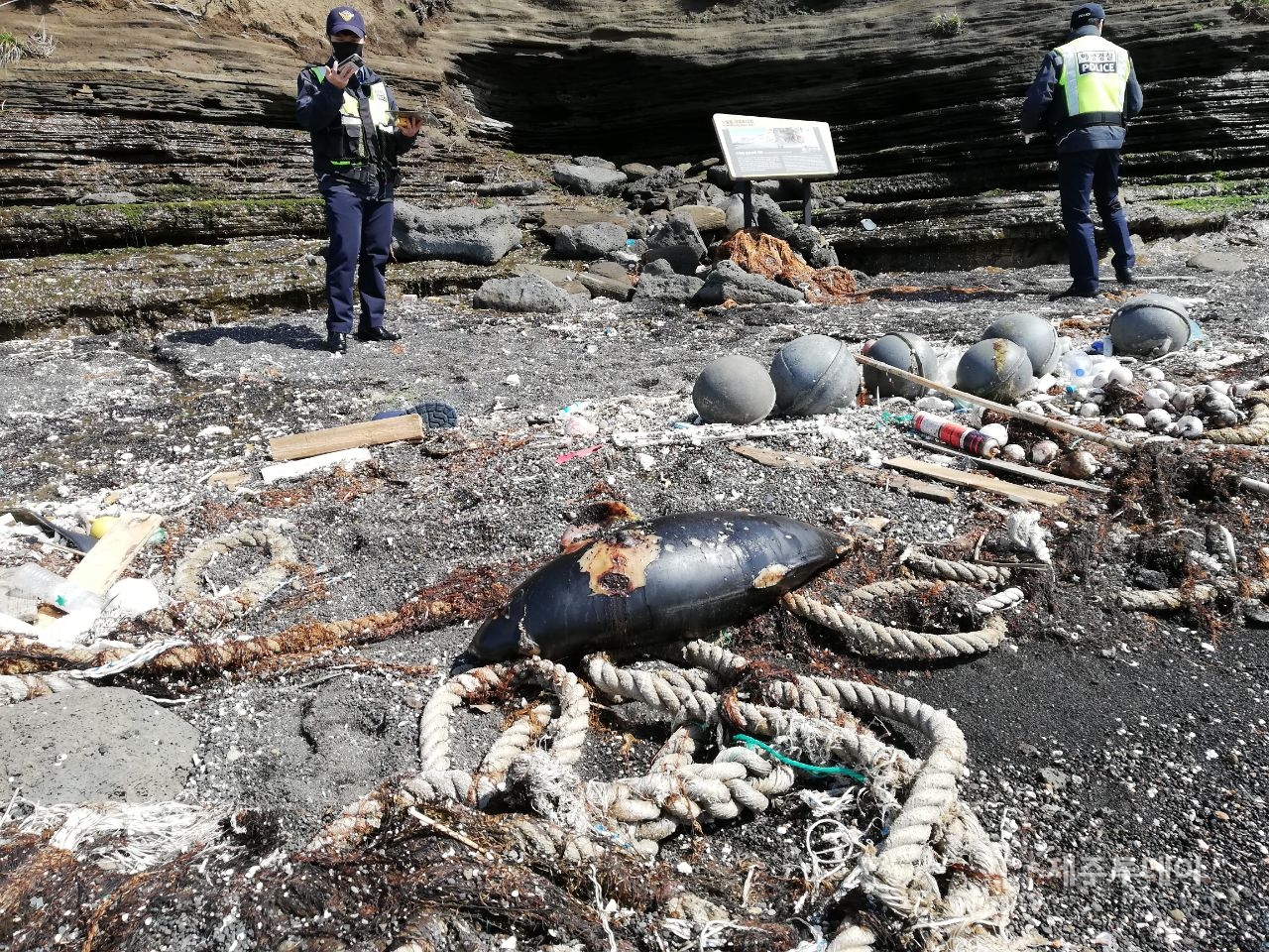 5일 제주 고산 해안서 쓰레기더미와 함께 발견된 상괭이.