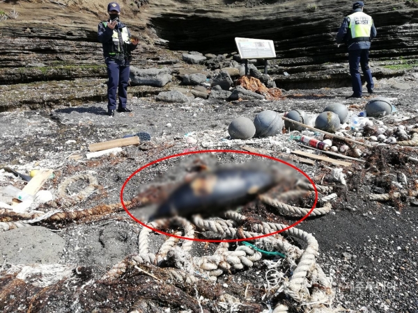 지난 5일 제주 고산 해안가에서 쓰레기더미와 함께 발견된 상괭이 사체. (사진=핫핑크돌핀스 제공)
