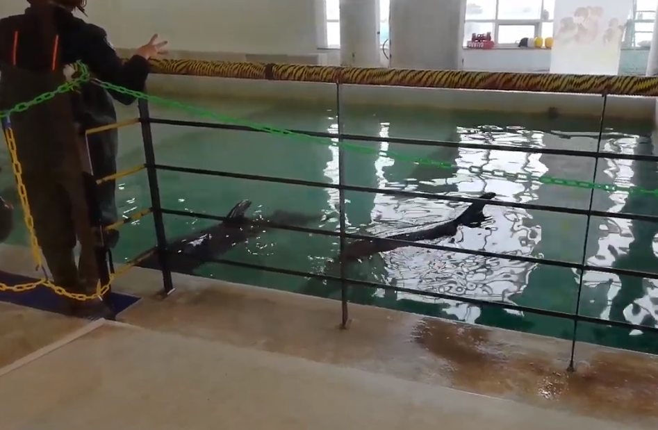 제주마린파크의 수조.(사진=핫핑크돌핀스 제공)