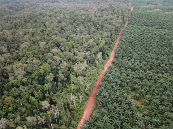 인도네시아 파푸아주에서 팜유를 생산하기 위해 열대림을 없애고 오른쪽에 단일 작물 플랜테이션이 들어선 모습. (사진출처=환경운동연합)