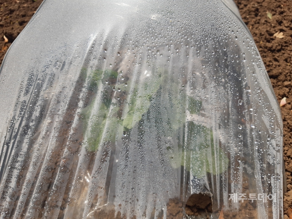 단호박 모종을 심고 비닐을 이중으로 치고 있는 밭. 안에는 철사가 하나씩 박혀있다. (사진=김연주 제공)