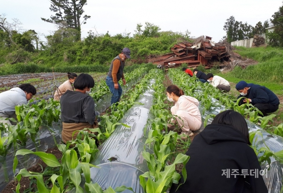 청년창업농이 초당 옥수수 터널이식 재배법을 익히는 모습. (사진=제주보타리친환경학교 제공)