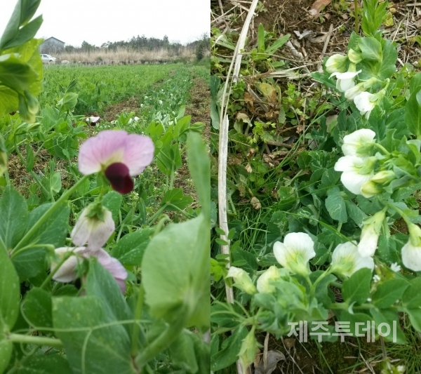 분홍꽃 완두(왼쪽)와 흰꽃 완두(오른쪽). (사진=김연주 제공)