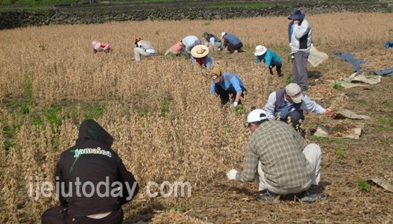 구좌농협 직원들이 콩을 수확하고 있다.