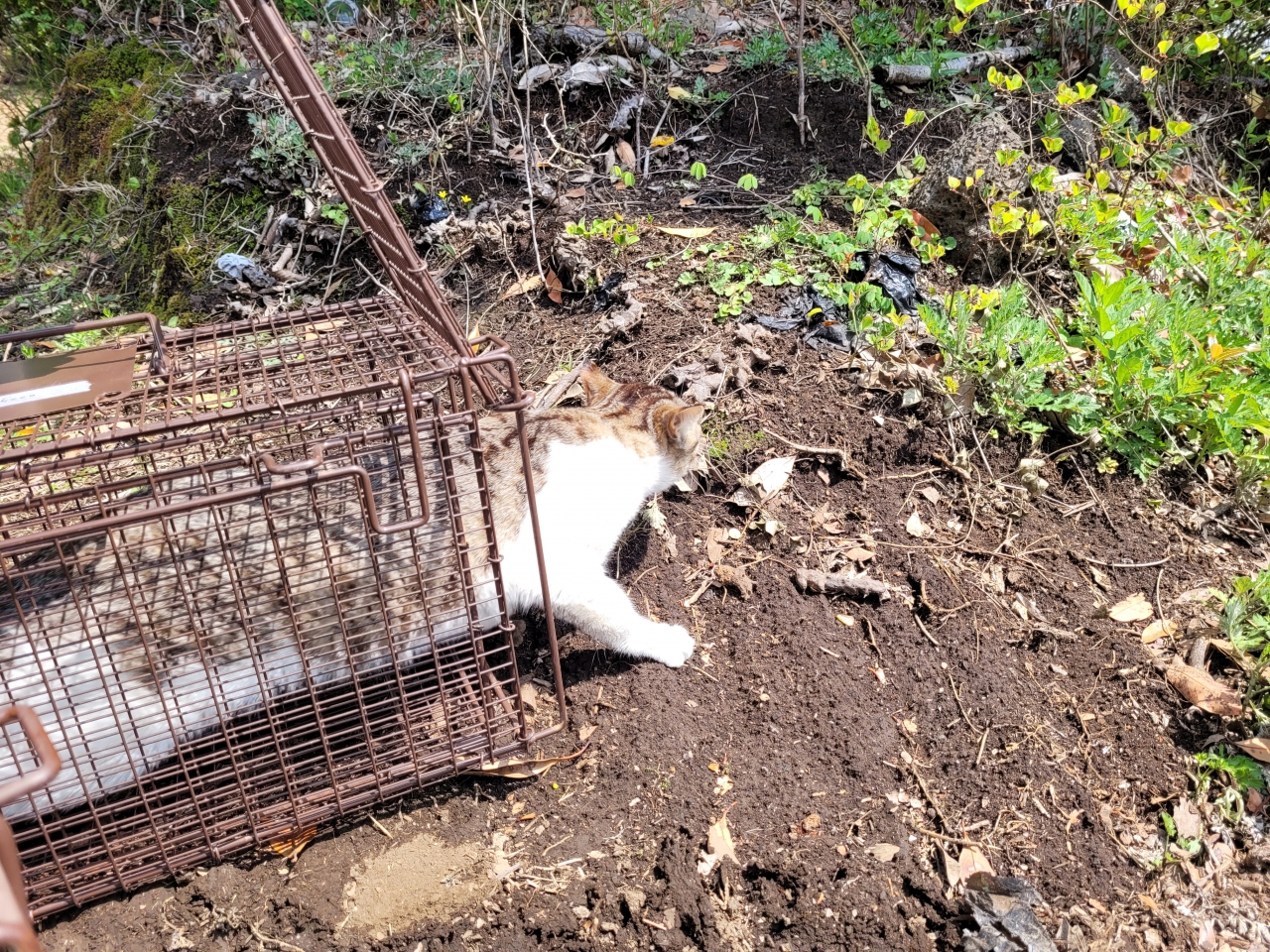 중성화 수술 후 제 자리에 방사되는 고양이(사진=제주동물친구들 제공)