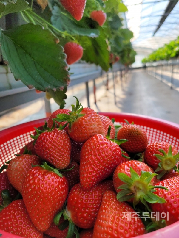 시설에서 재배되는 딸기. (사진=제주특별자치도 제공)