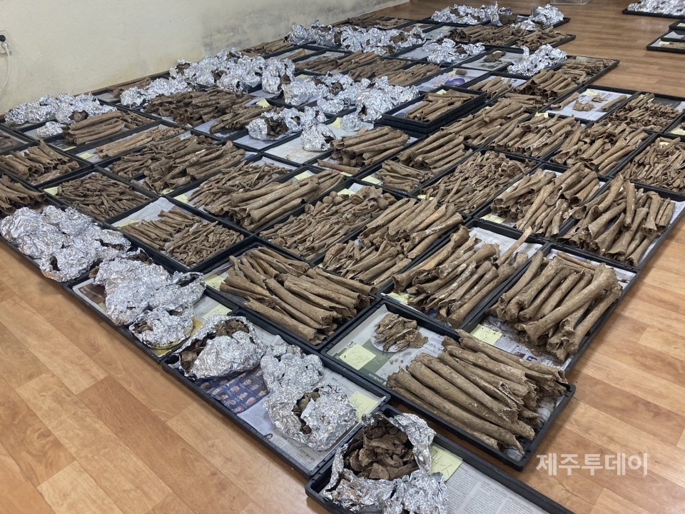 발굴한 유골을 발견된 섹터별로 분류해 보관 중인 모습. (사진=신동원 제공)