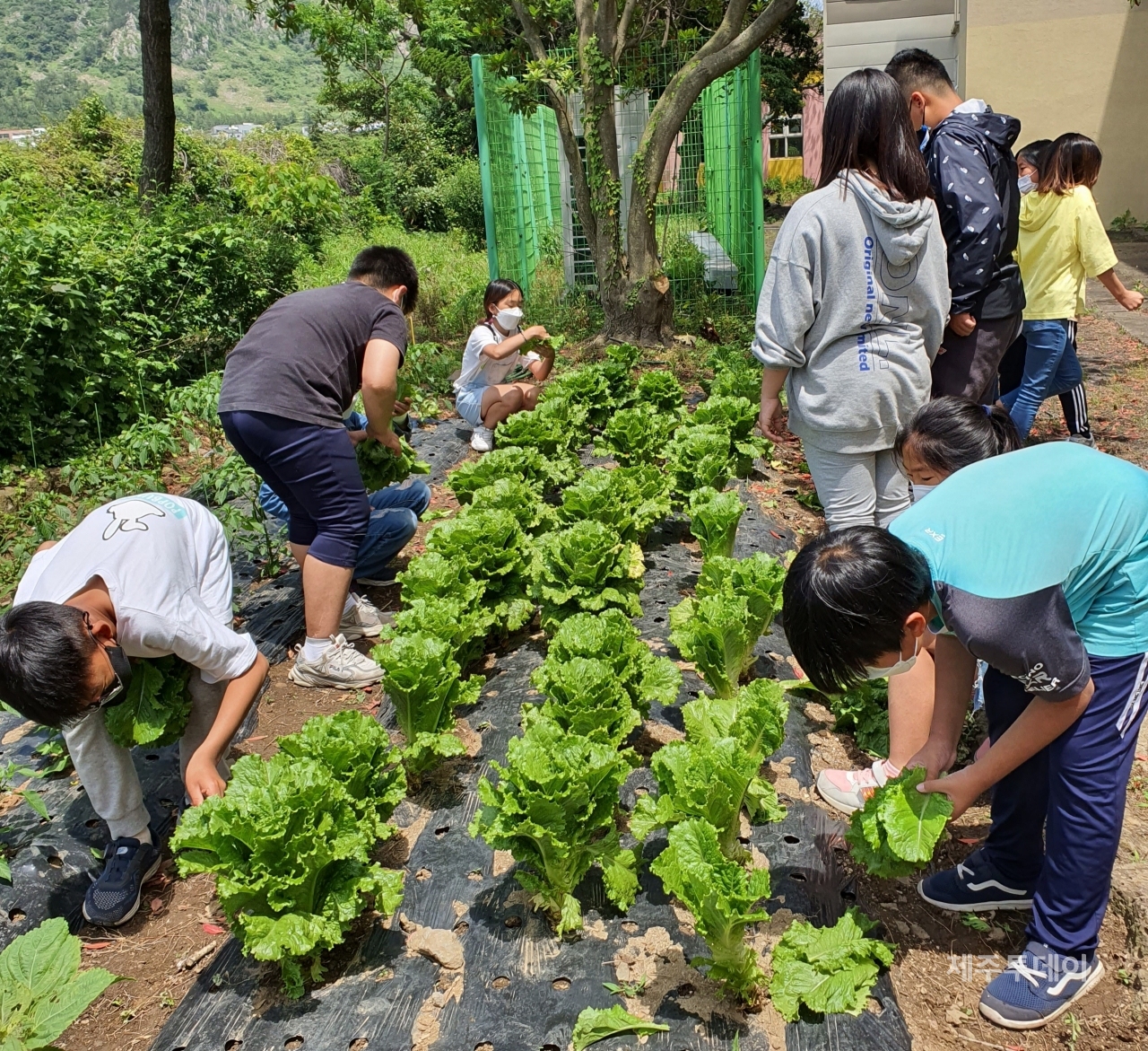 유기농법으로 채소를 재배하고 있는 사계초등학교 학생들. (사진=환경운동연합)
