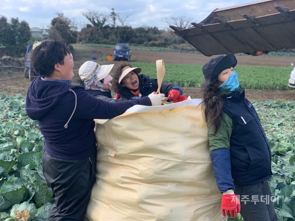 제주보타리친환경농업학교에서 청년농업인들이 수확한 양배추를 톤백에 담고 있다. (사진=제주보타리친환경농업학교 제공)