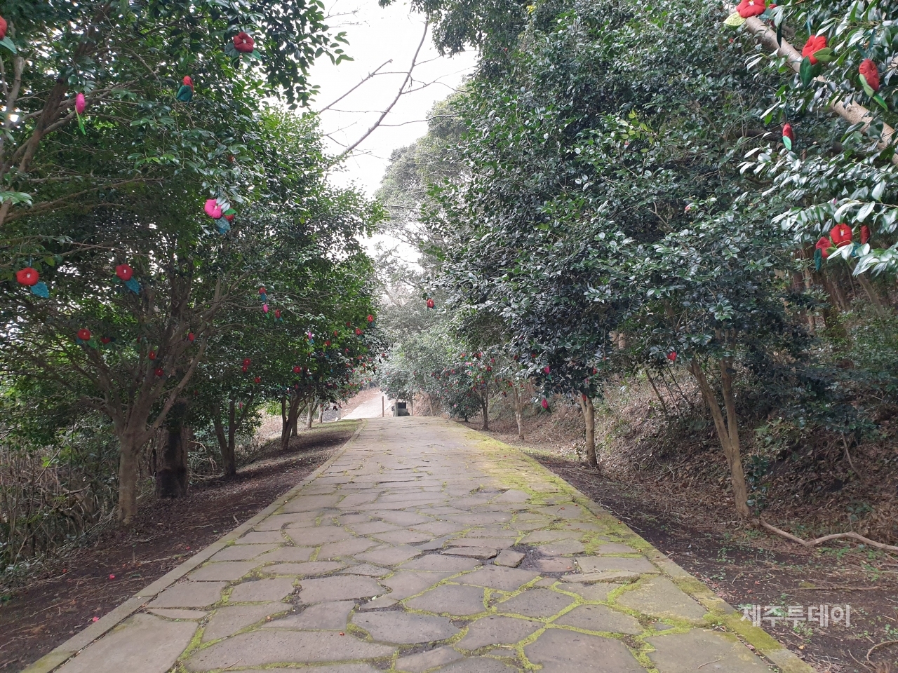 송당 본향당에서 열린 신과세제날에 입구에 줄지어선 동백나무에 소원을 적은 동백꽃을 매달아 놓은 모습. (사진=고진숙)