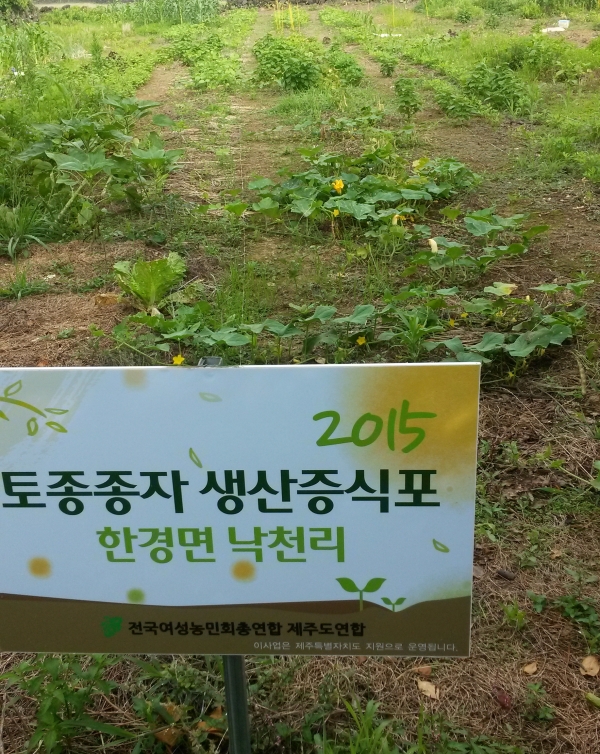 지난 2015년 전여농 제주가 참여한 토종종자 증식포 사업. (사진=김연주 제공)