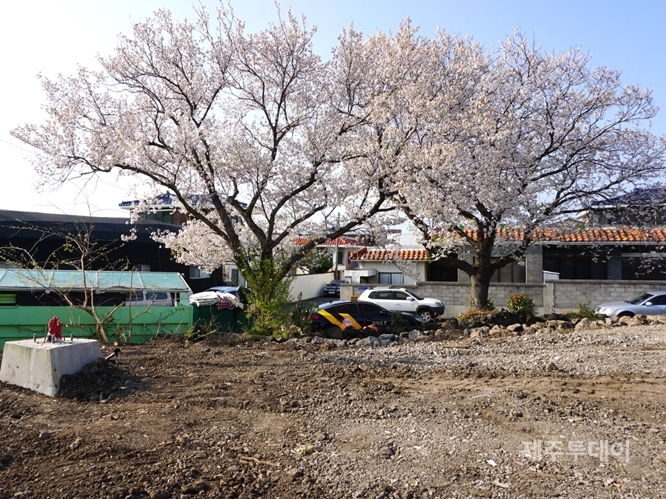 제성마을엔 설촌 기념으로 심은 벚나무 중 단 두 그루만 남았다. (사진=조수진 기자)