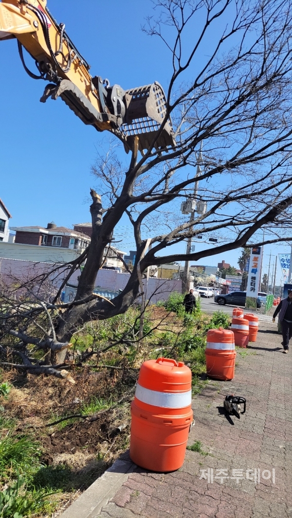 지난 15일 포크레인이 벚나무를 내려찍는 모습. (사진=오면신 전 제성마을 회장 제공)