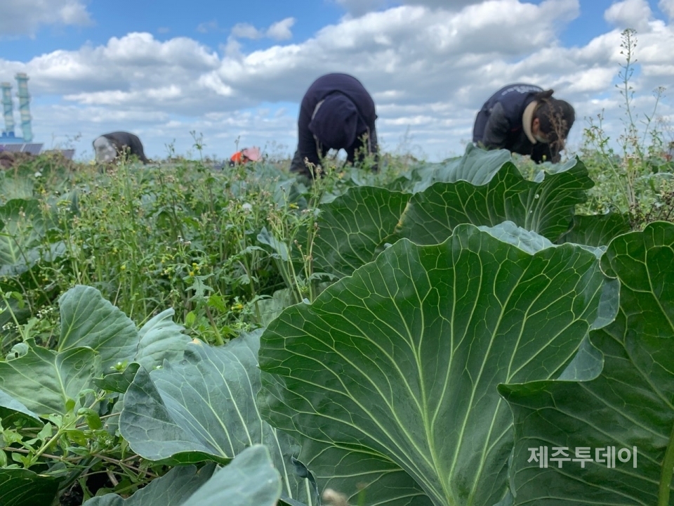 제주보타리친환경농업학교에서 청년농업인들이 양배추를 수확하고 있다. (사진=제주보타리친환경농업학교 제공)