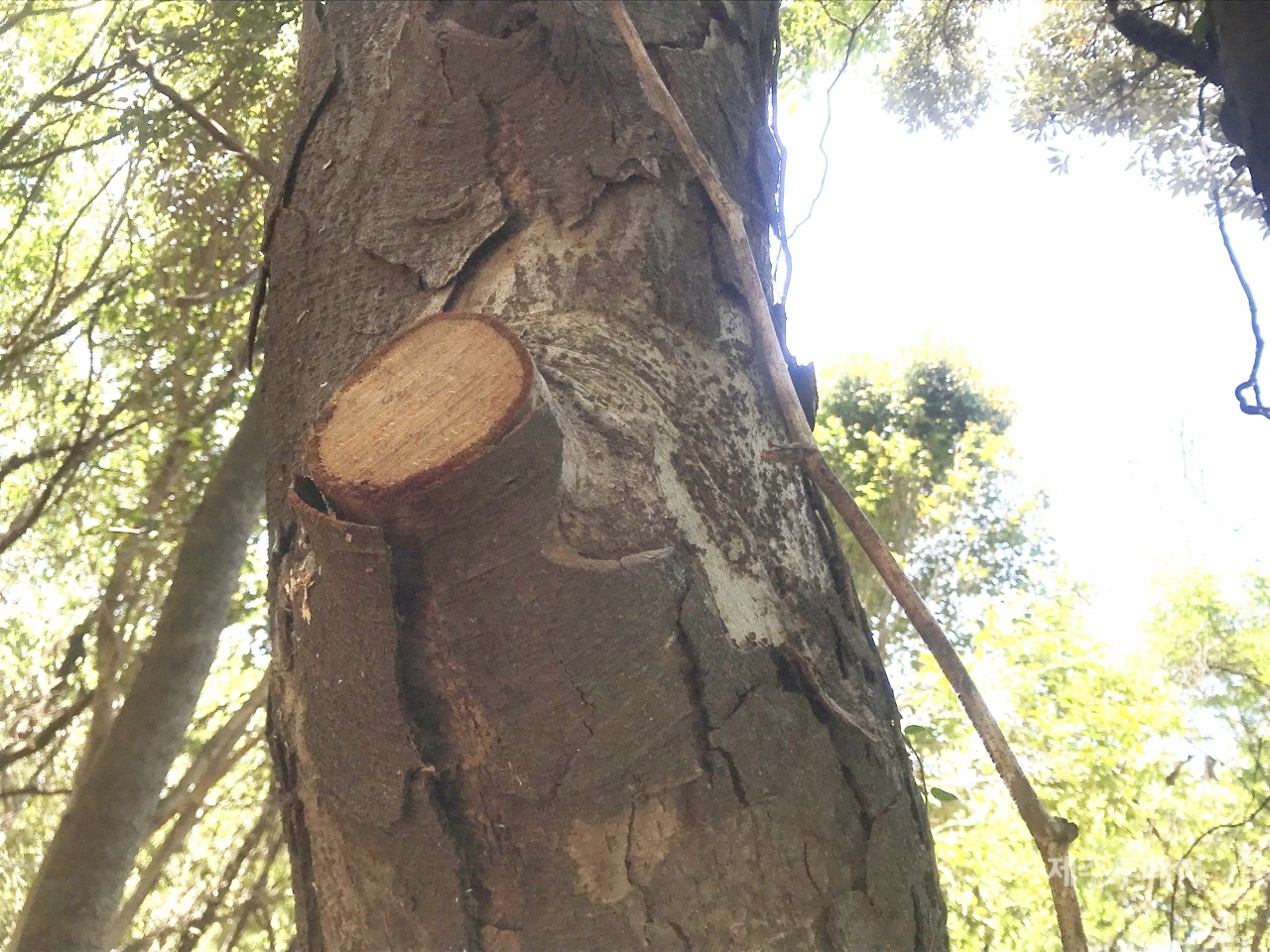 환경영향평가 시 누락된 개가시나무. 10cm 정도의 가지 두 개가 톱날에 잘려나간 모습. (사진=곶자왈사람들)