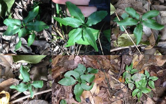 환경단체에서 발견한 제주고사리삼(사진제공=제주환경운동연합 제공)