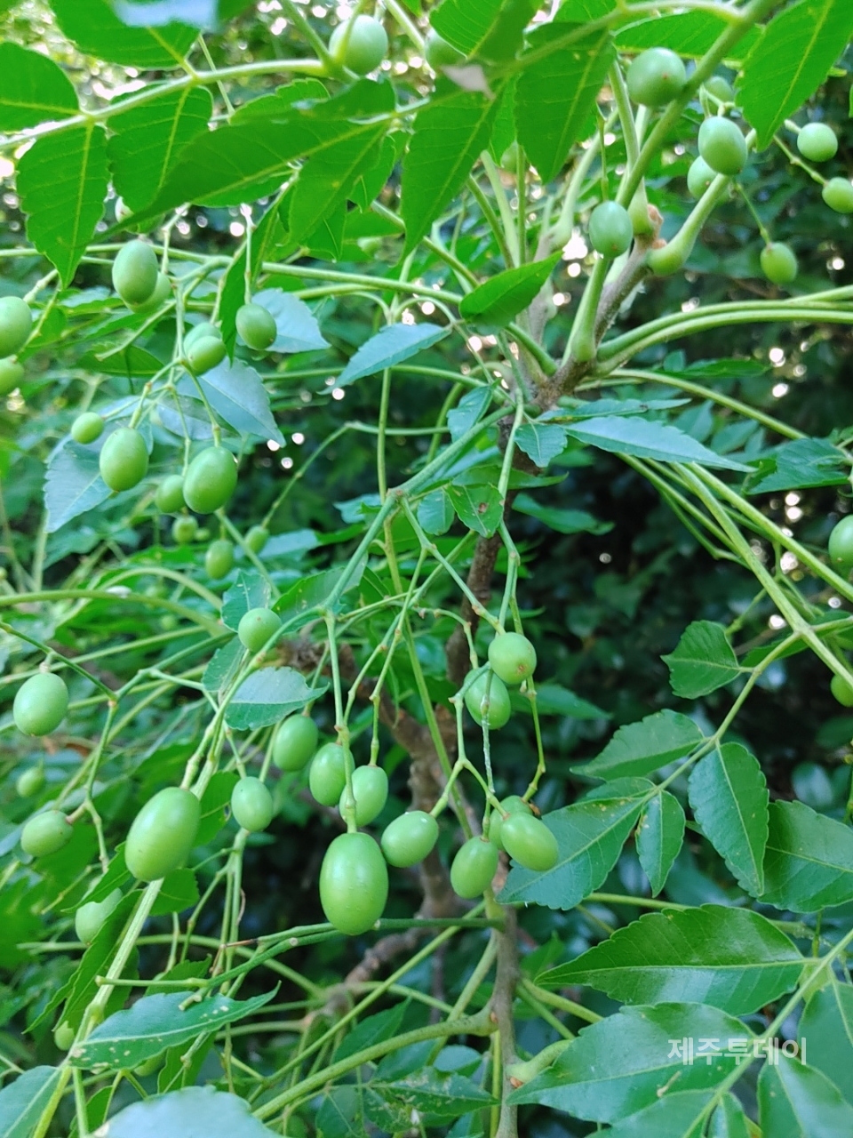 멀구슬 열매. (사진=송기남)