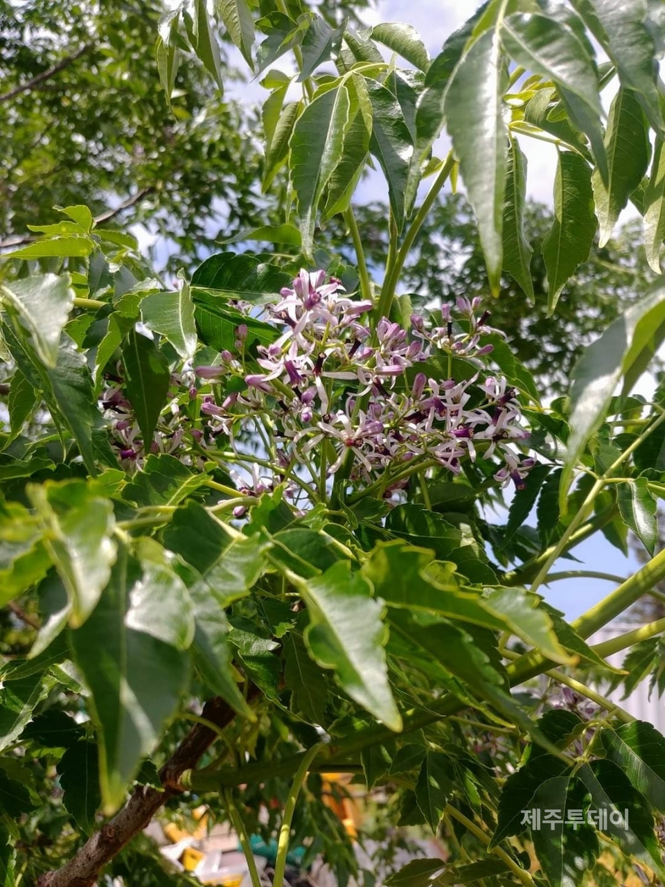멀구슬 열매. (사진=송기남)