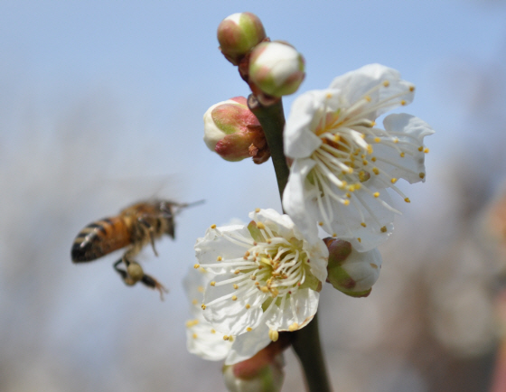 매화농장의 첫 손님은 꿀벌이다.