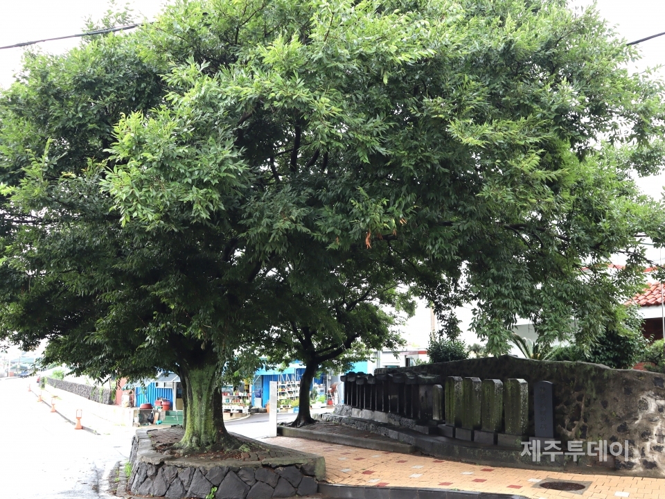 조천 비석거리. (사진=조수진 기자)