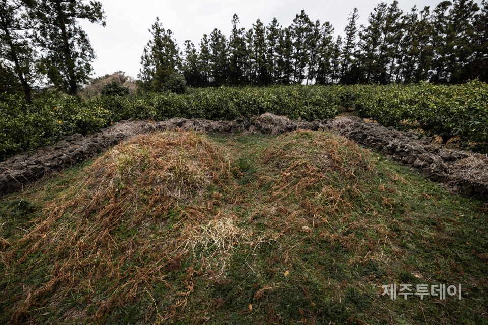 조천읍 대흘리에 있는 안세훈 묘. 옆은 부인의 묘로 추정된다. (사진=양동규 작가)