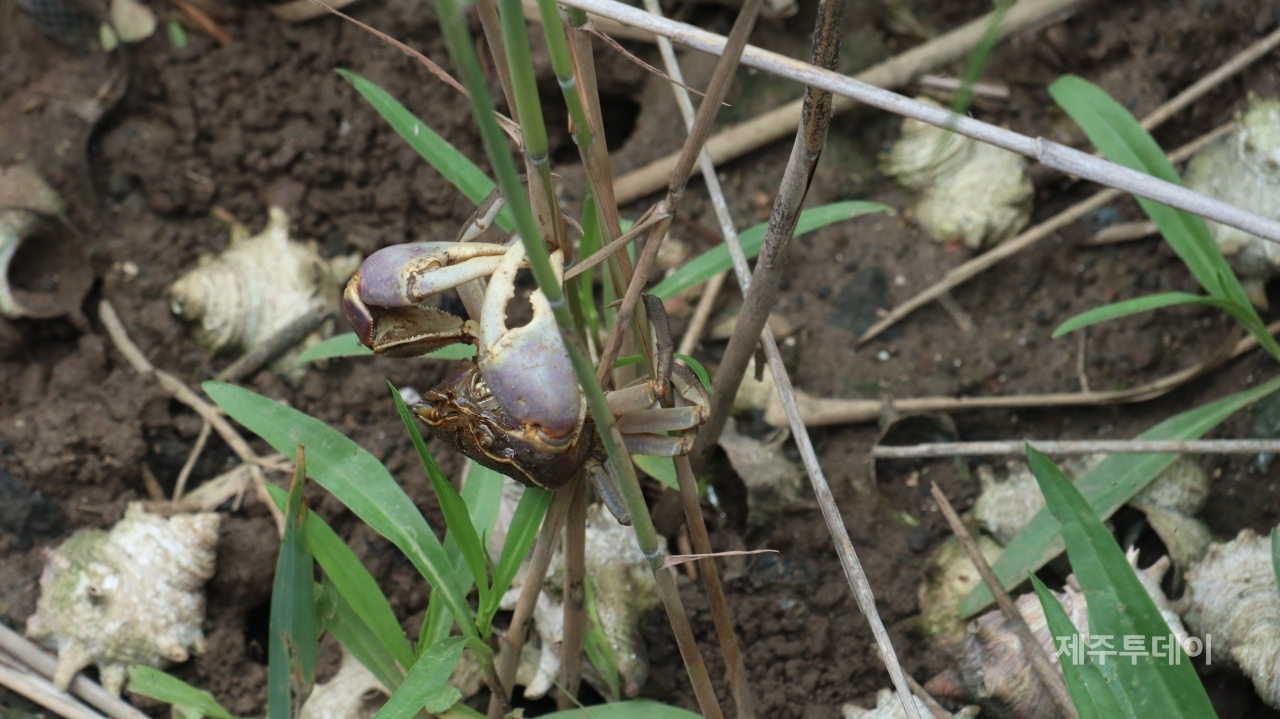 (사진=김정도 제공)