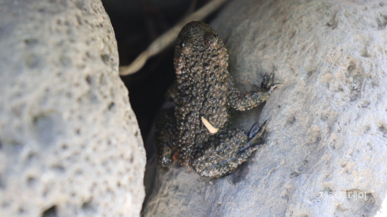 (사진=김정도 제공)