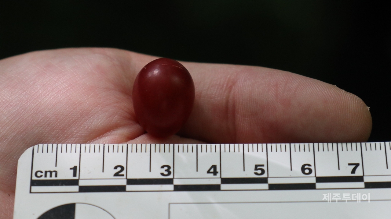 (사진=김정도 제공)