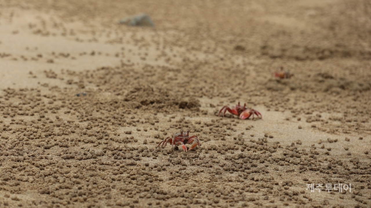 (사진=김정도 제공)