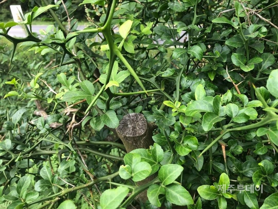 개탕지낭. (사진=송기남)