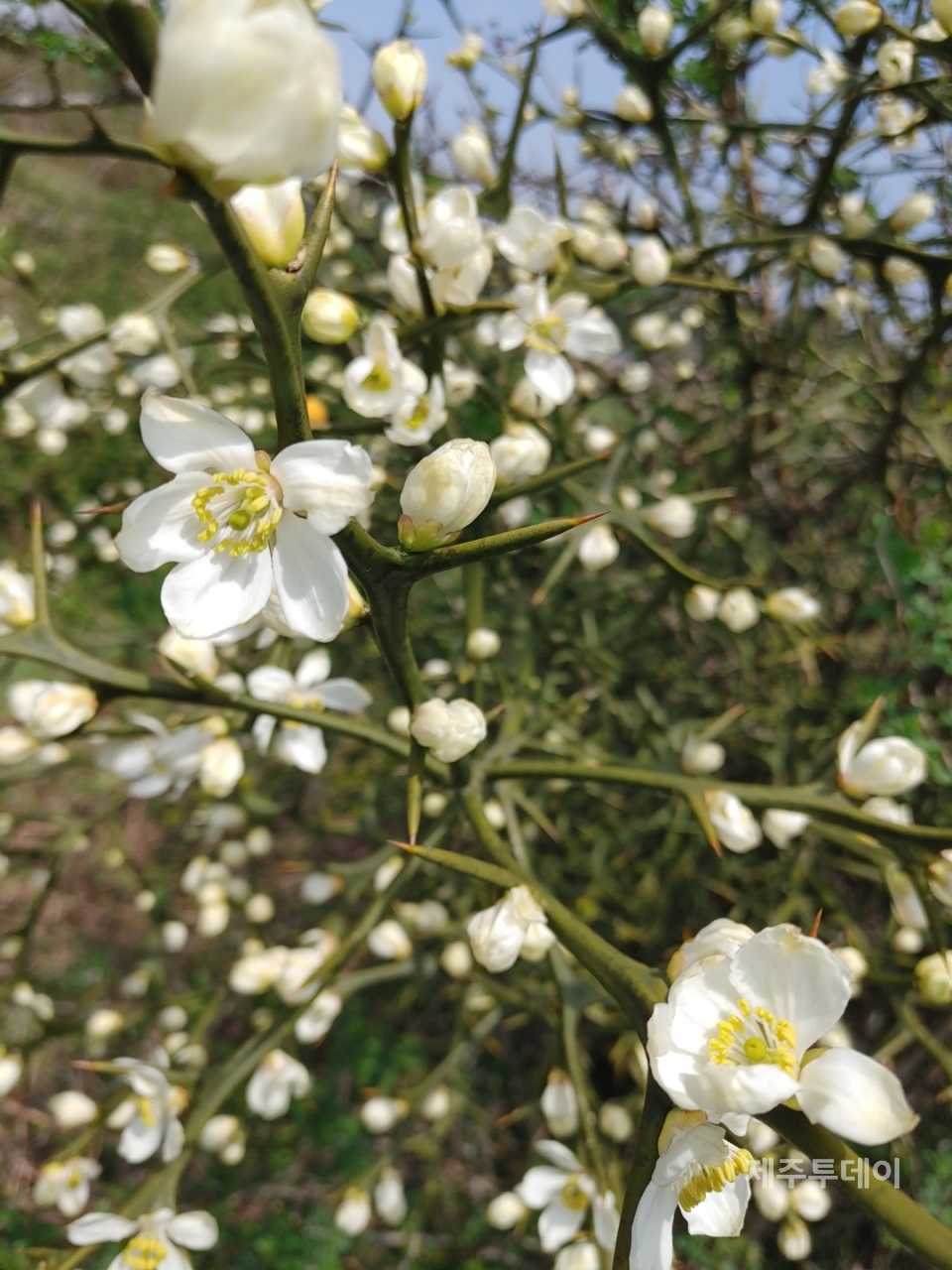 개피지낭. (사진=송기남)