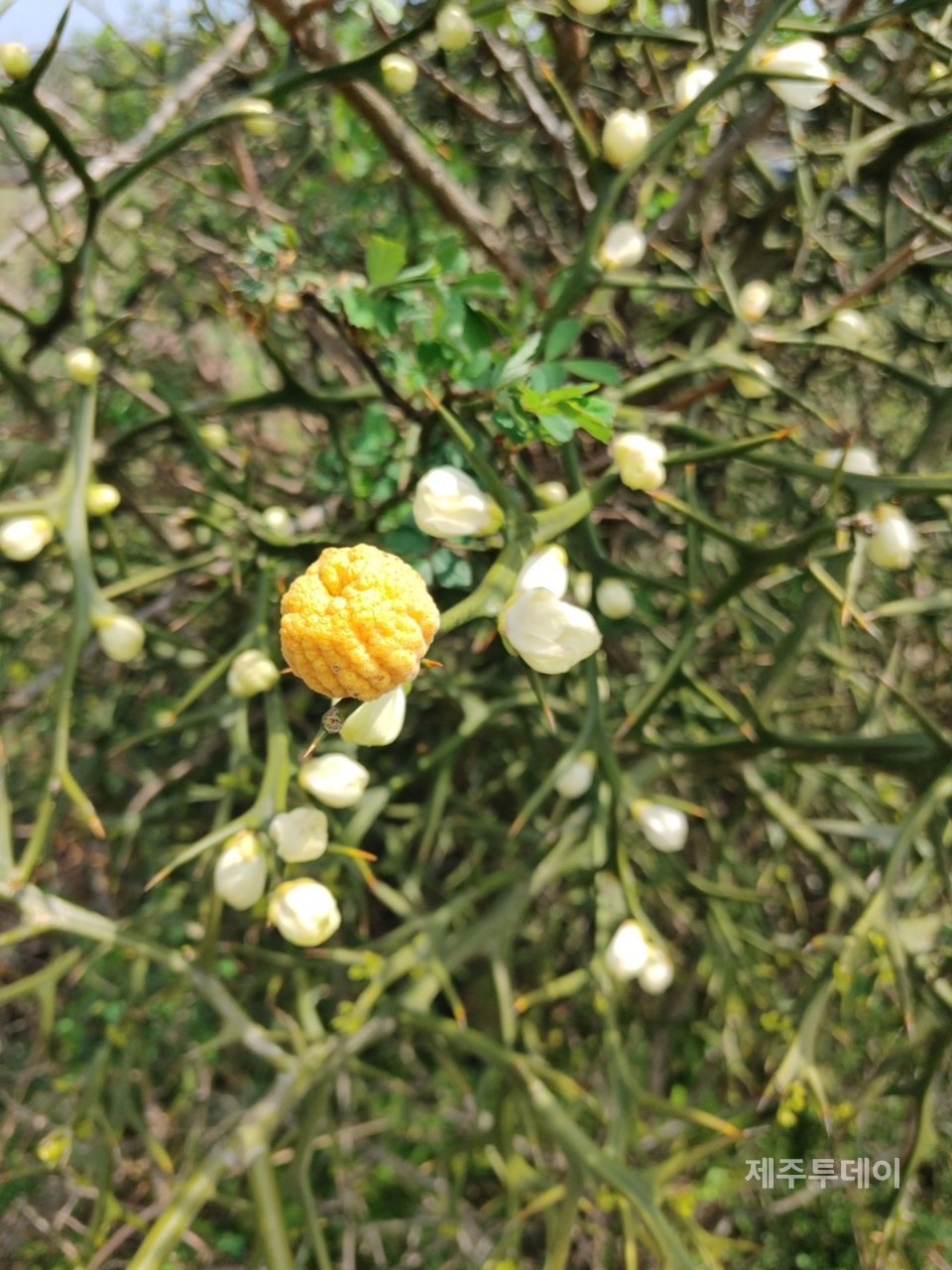 개탕지낭. (사진=송기남)