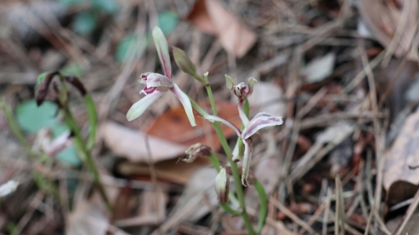 오등봉공원 민간특례 사업부지 내 발견된 멸종위기 야생생물 2급 '대흥란'. (사진=제주환경운동연합 제공)<br>