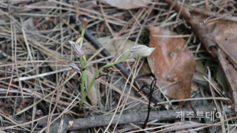 오등봉공원 민간특례사업 부지에서 환경영향평가서에 게재되지 않은 멸종위기종 대흥란 군락이 추가로 발견됐다.(사진=제주환경운동연합 제공)