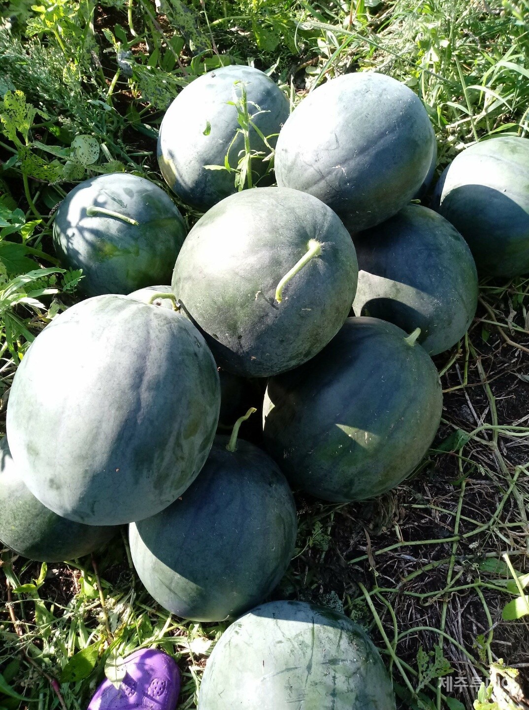 농약과 비료 없이도 크게 잘 자란 토종 흑수박. (사진=김연주)