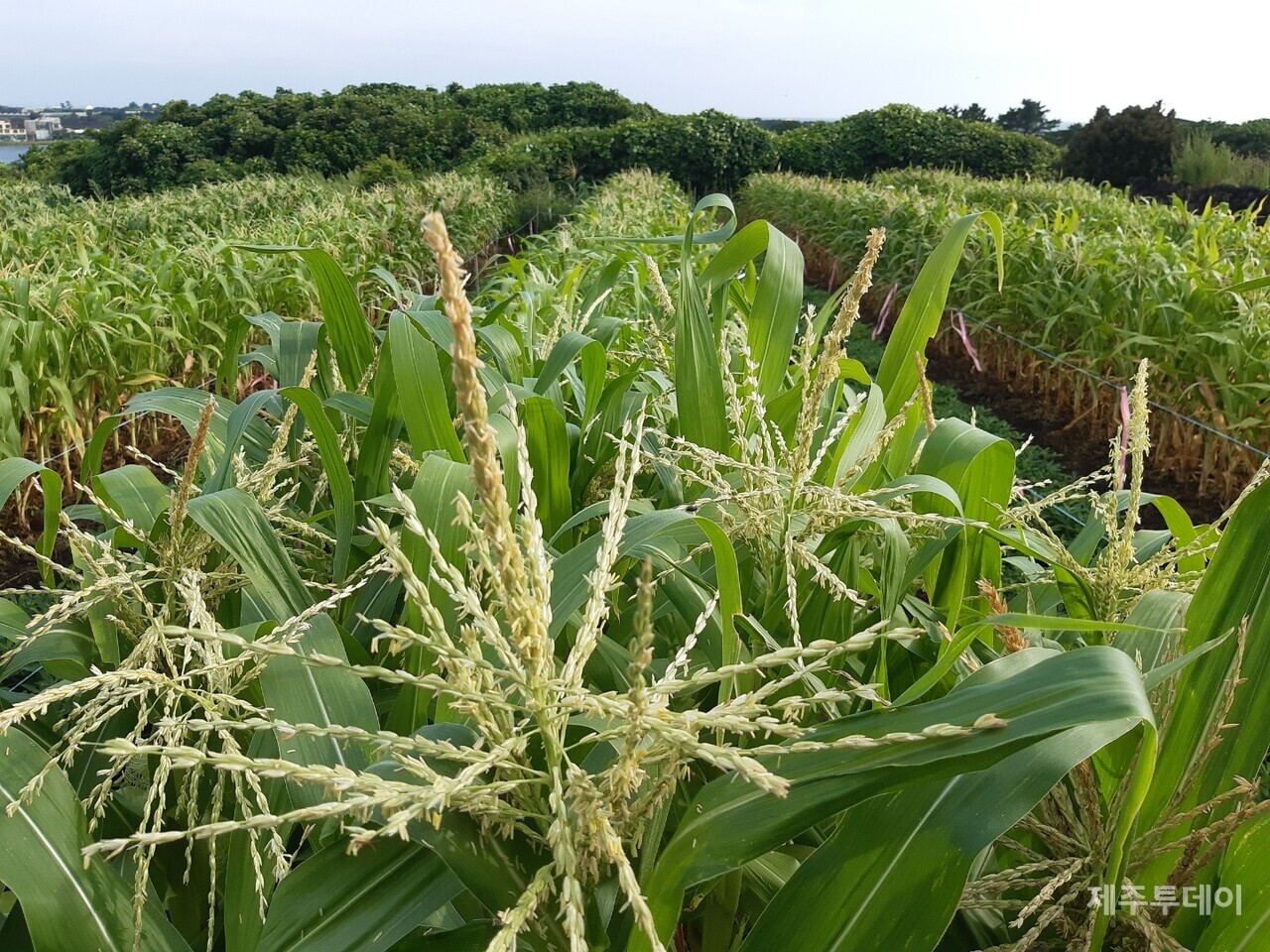 무투입 자연재배 중인 토종 옥수수도 키를 크게 키웠다. (사진=김연주)
