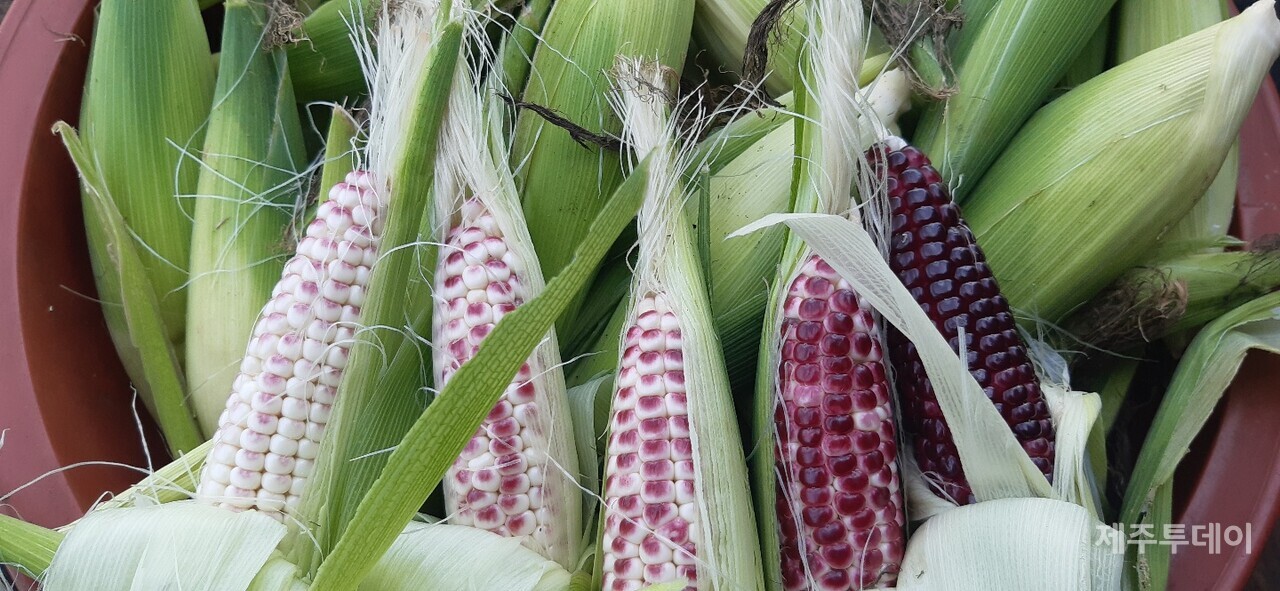자연의색 을 뽐내며 고르게 알을 키운 무투입 자연재배 토종찰옥수수. (사진=김연주)