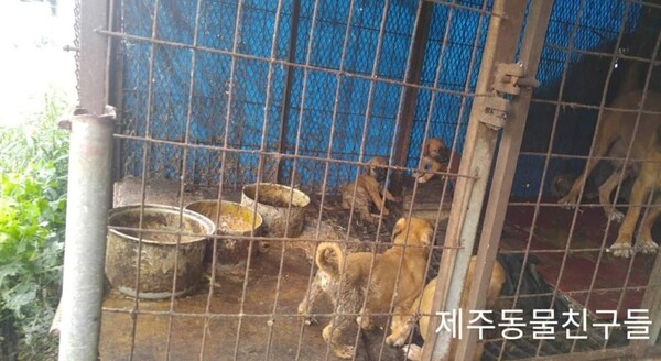 도내 개 사육장(사진=제주동물친구들 제공)