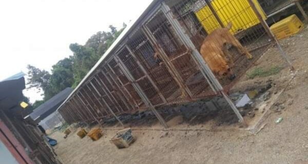 도내 개 사육장(사진=제주동물친구들 제공)