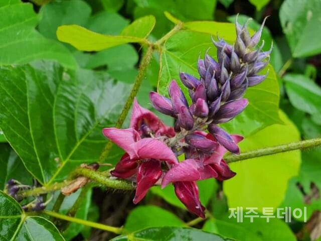 칡 꽃. (사진=송기남)