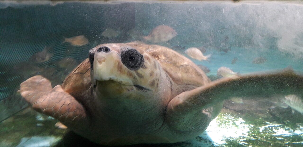 붉은바다거북(사진=제주자연의벗 제공)